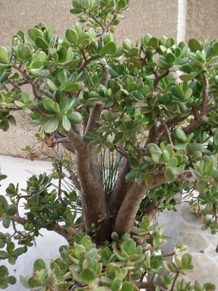 Plante de Jade